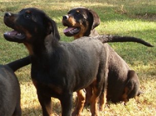 K9 Rottweiler Puppy ftraining