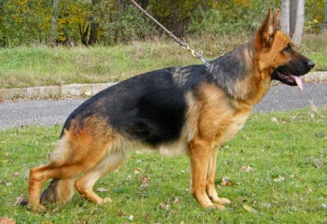 Alsatian Guard dog
